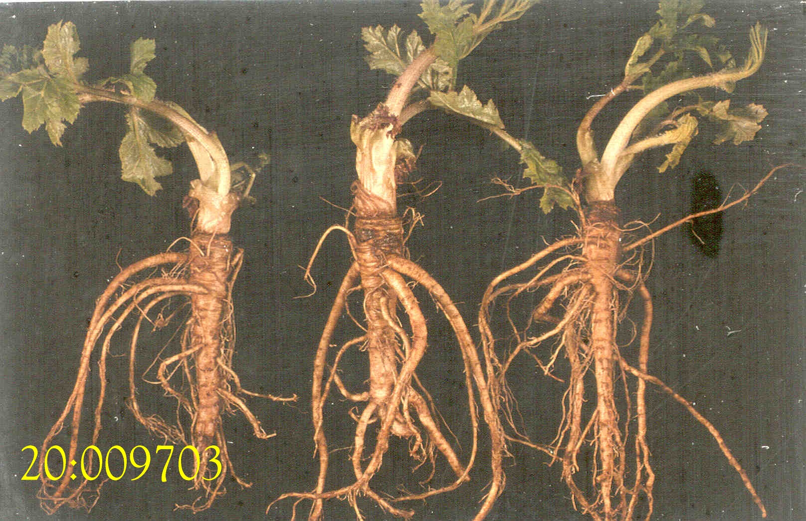 ROOT